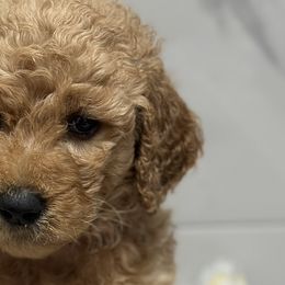 Goldendoodles from A&B Doodles