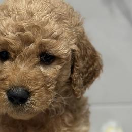 Goldendoodles from A&B Doodles
