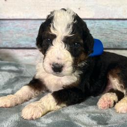 Blue Boy - Tri-color male Bernedoodle puppy in The Woodlands, Texas from Gracie's Goldendoodles and Bernedoodles of The Woodlands