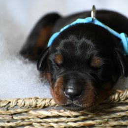 Boy 2 - Black and rust male Doberman Pinscher puppy in Overton, Texas from Obsidian Kennel