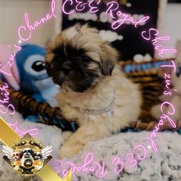 Chihuahua and Shih Tzu Puppies from C&E Royal Shih Tzu