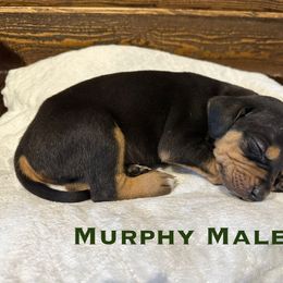 Murphy - Black male Catahoula Leopard Dog puppy in Slaton, Texas from M5 Catahoulas