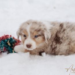 Nutcracker - Red merle male Australian Shepherd puppy in Red Bud, Illinois from Authentic Aussies