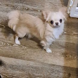 Beau - Chihuahua