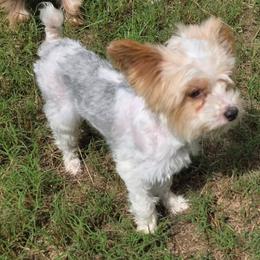 Teddy - Yorkshire Terrier
