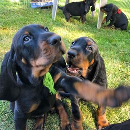Black and Tan Coonhound Puppies from Windbourne Farm Black & Tan Coonhounds