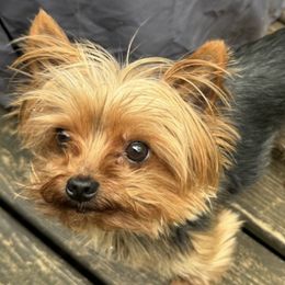 Yorkshire Terriers from Gilmore Yorkies