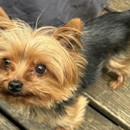 Yorkshire Terriers from Gilmore Yorkies