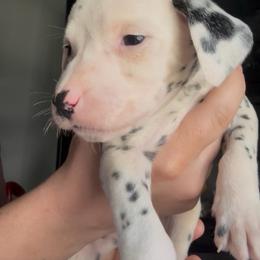 Cedarwood - White and black male Dalmatian puppy in Des Moines, Iowa from Spot Splattered Dalmatians