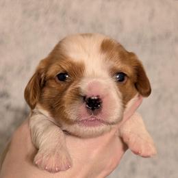 Faith - Blenheim female Cavalier King Charles Spaniel puppy in Stilwell, Oklahoma from Love Bug Cavaliers