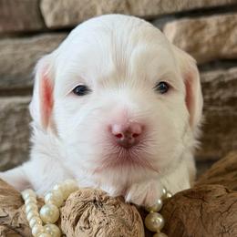 Ruby (Pink Collar) - Apricot female Australian Labradoodle puppy in Mount Gilead, North Carolina from Tillery Labradoodles
