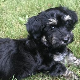 Havanese Puppies from Hoodview Havanese