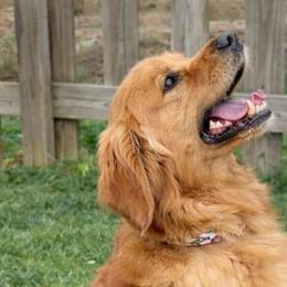 Golden Retrievers from Picklebee Acres