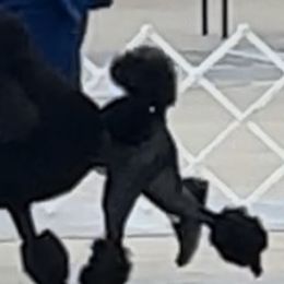 Poodles from Champagne Poodles