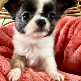 Colt - Black and white male Chihuahua puppy in Choctaw, Oklahoma from Savvy Chihuahuas of Oklahoma
