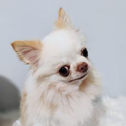 Oscar - Chihuahua