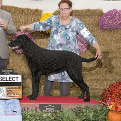 Supplied upon request - Curly-Coated Retriever
