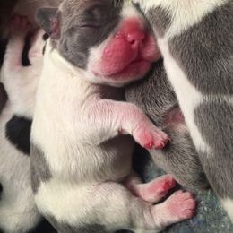 French Bulldog Puppies from French Bulldog Loco