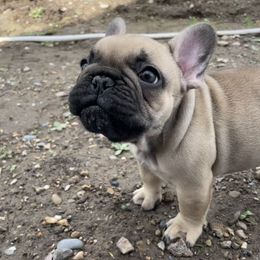 French Bulldog Puppies from Blue Lotus Frenchies