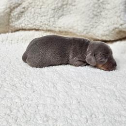 Shirley - Fawn (Isabella) female Dachshund puppy in Sarasota County, Florida from Donna's Mini Joys
