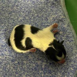Big Sister - Black parti female Pomeranian puppy in Jefferson City, Missouri from MJ’s Pomeranians