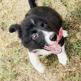 Border Collie Puppies from Bordercollieblues