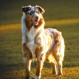 Koda - Australian Shepherd