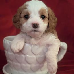 Cosette - Blenheim female Cavapoo puppy in Newport, North Carolina from Crystal Coast Cavapoodles