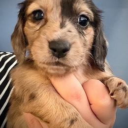 Bumbles - Dapple male Dachshund puppy in Southwest Ranches, Florida from Breezy Florida Dachshunds