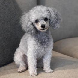 Wyoming - Poodle