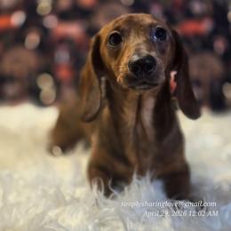 Nymphera - Wild boar female Dachshund puppy in Willard, Utah from Simply Sharing Love
