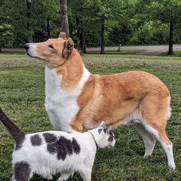 Jade - Collie