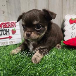 Vegas - Chocolate and tan male Chihuahua puppy in Bowdon, Georgia from Paschal's Pups