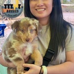 Huck - Red merle male Miniature Australian Shepherd puppy in Tucson, Arizona from TTTNT Aussies