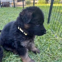 YODA - Yellow Collar Male - Black and red male German Shepherd puppy in Paso Robles, California from Central Coast German Shepherds