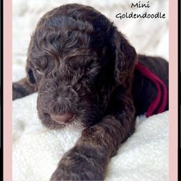 ELOISE - Chocolate female Goldendoodle puppy in Houston, Texas from Pia’s Doodle Poodle Wag