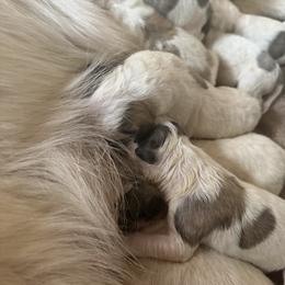 Boy 5 - Badger male Colorado Mountain Dog puppy in Cotopaxi, Colorado from Once Upon A Moose (OUM)