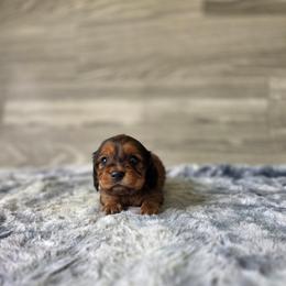 Faygo - Red male Dachshund puppy in Indianapolis, Indiana from Homegrown Hoosier Dachshunds