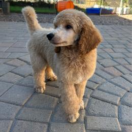 Green Collar - Cream male Poodle puppy in Chino Valley, Arizona from Whiskey Row Royals