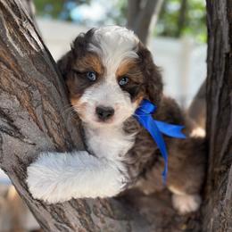 Bear - Blue merle male Bernedoodle puppy in Herriman, Utah from Gypsi Doodles & Poodles LLC.