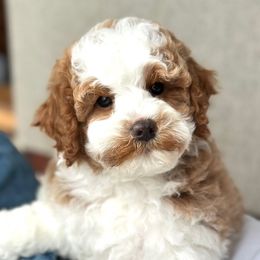 Malory - Blenheim female Cavapoo puppy in Aiken, South Carolina from Cavapoos of the Carolinas