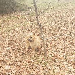 Luscious - Cairn Terrier