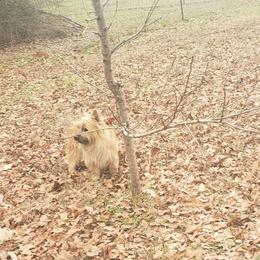 Luscious - Cairn Terrier