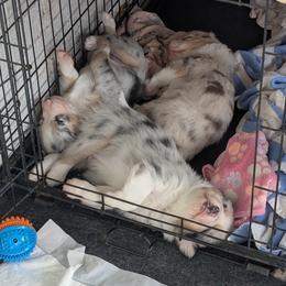 Australian Shepherd Puppies from Winter River Farms Australian Shepherds