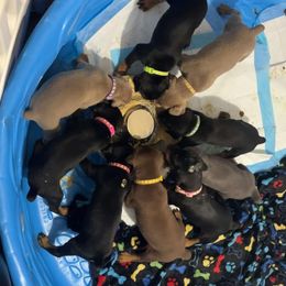 Doberman Pinscher Puppies from Aaliyah’s Dobies