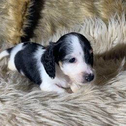 Onyx READY X-MAS WEEK - Piebald male Dachshund puppy in Purdy, Missouri from Shotgun Pups