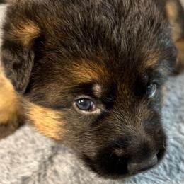 Boy3 -green collar - Black and tan male German Shepherd puppy in Sharon Grove, Kentucky from Julie’s Shepherds
