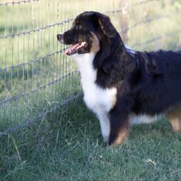 Miniature American Shepherd puppies from Diamond H Aussies