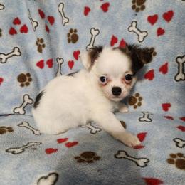 Rex - Chocolate and white male Chihuahua puppy in Attleboro, Massachusetts from Treasured Hearts Chihuahuas and Toy/mini poodles