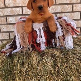 Ace - Yellow male Labrador Retriever puppy in Melrose, New Mexico from ECMO Farm Dalmatians & Labrador Retrievers
